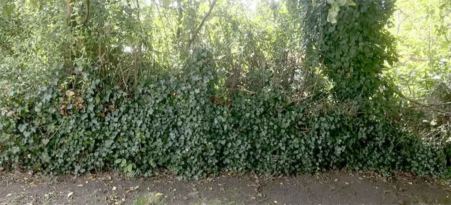 Garden before regular maintenance work started