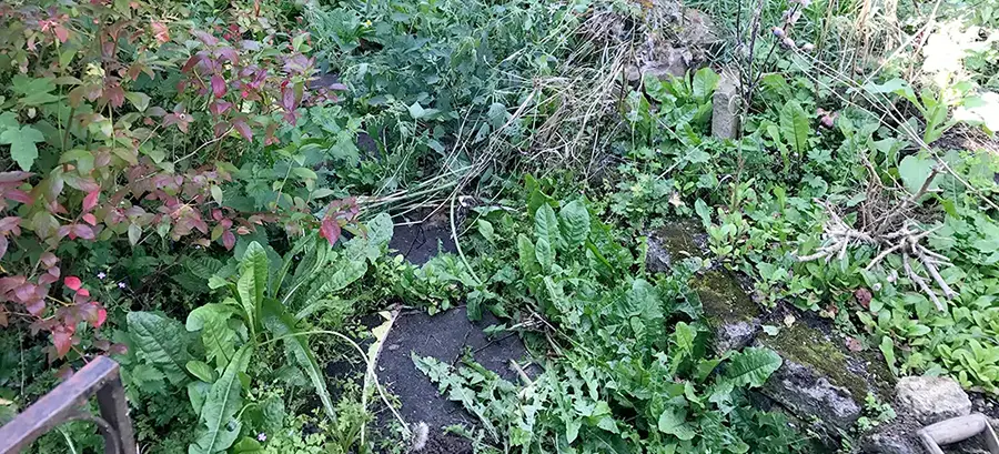 Overgrown garden restoration – before