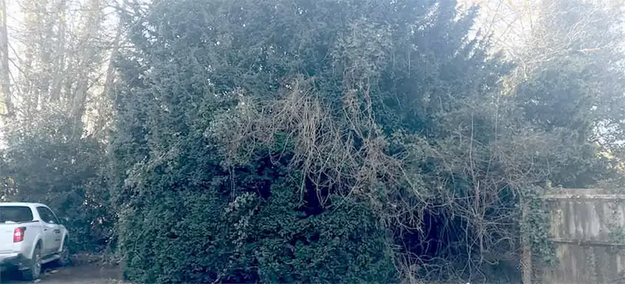 Garden with yew tree before removal work