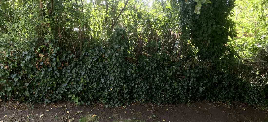 Handy Gardener Gloucester - Before gardening work started