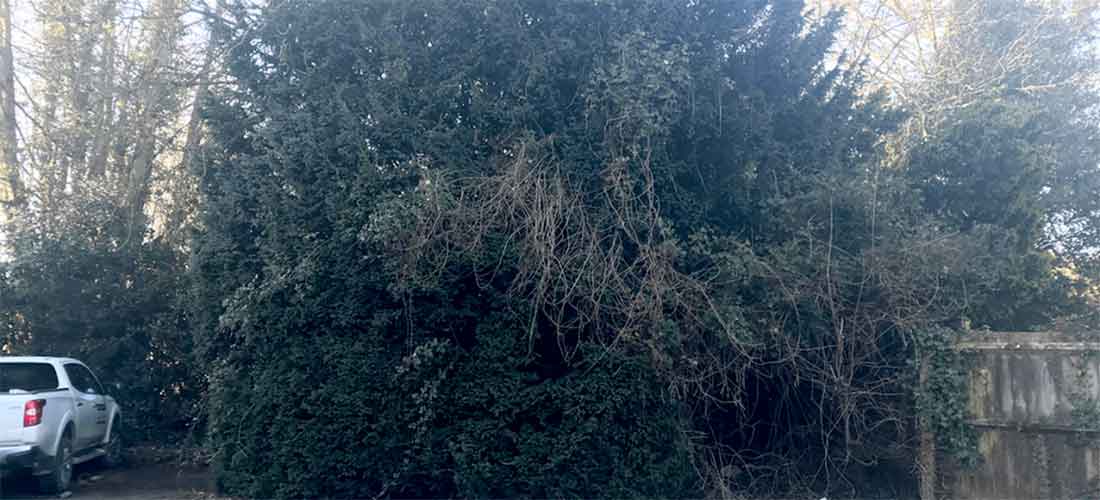 Tree removal before image - Handy Gardener Gloucester
